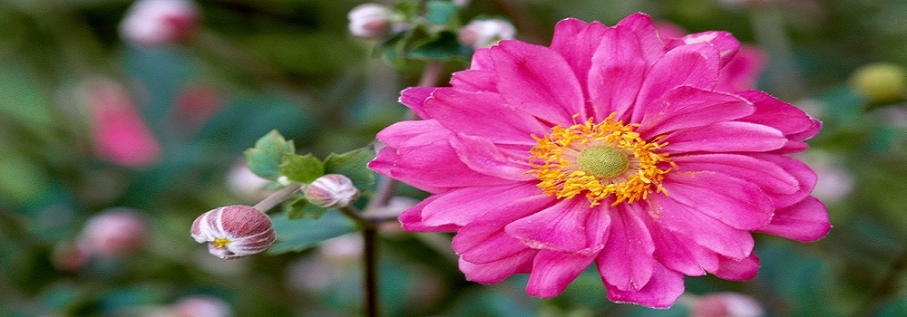 Pink Flower with Yellow Center